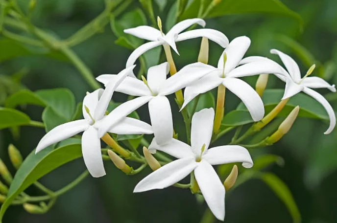 grow jasmine