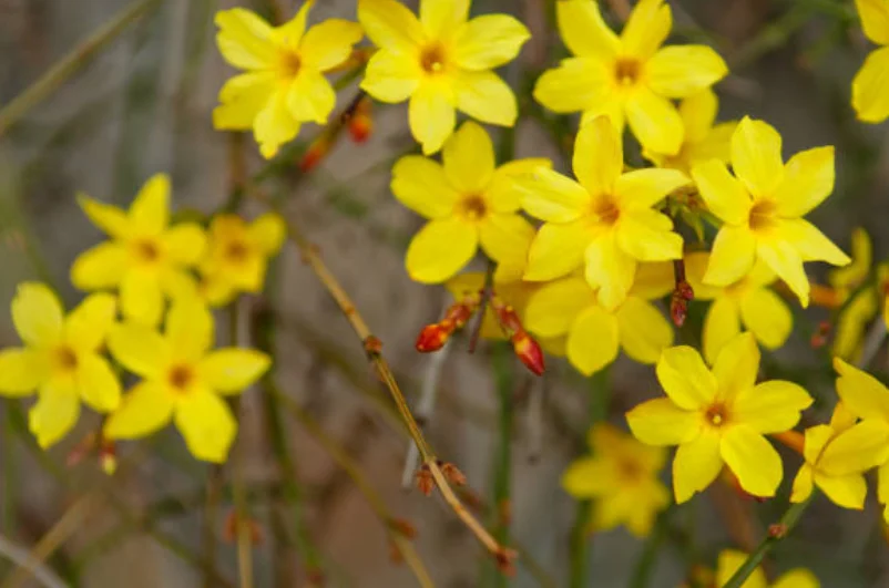 jasmine flower care