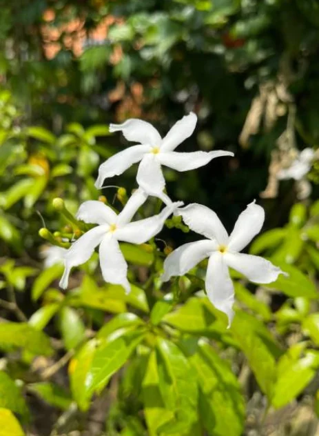 how to grow jasmine plant