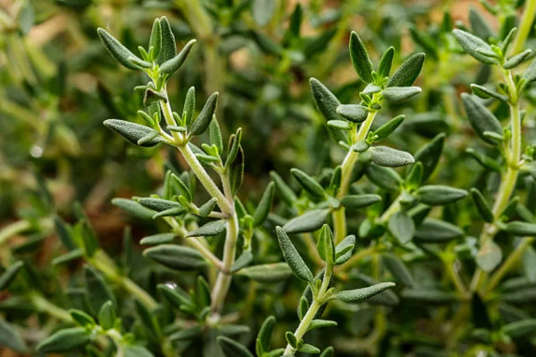 rosemary dying plant