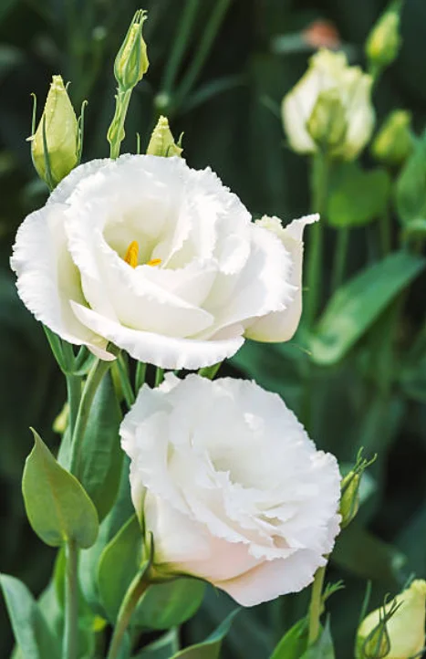 lisianthus flower plant