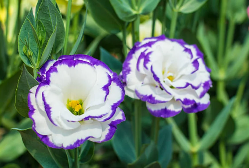 when to plant lisianthus