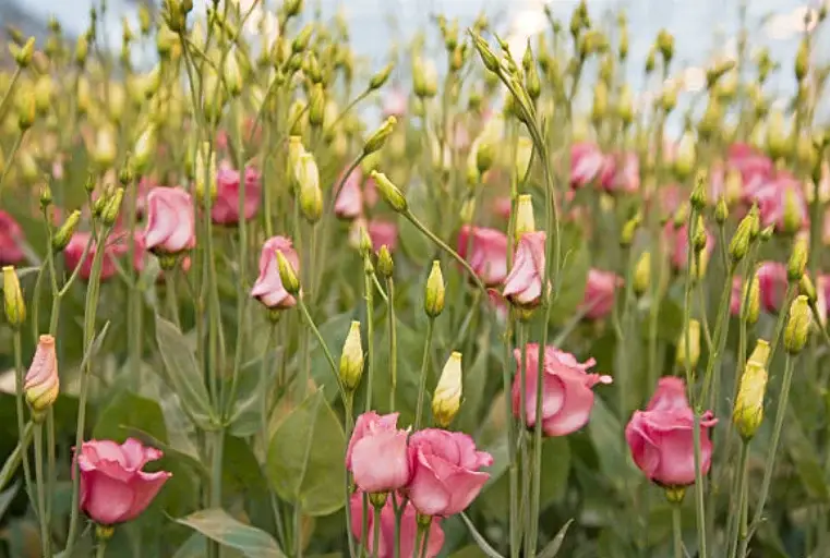 How To Grow Lisianthus From Cutting