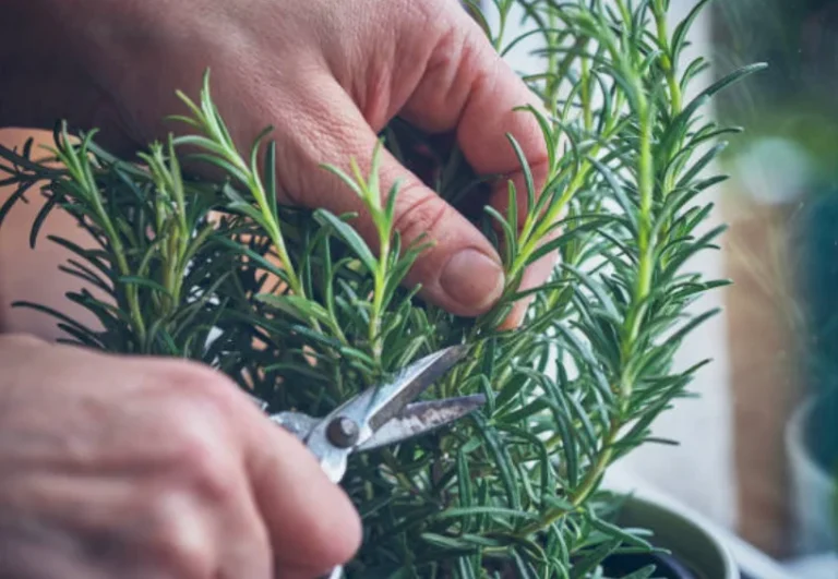 How To Grow Rosemary From Cuttings