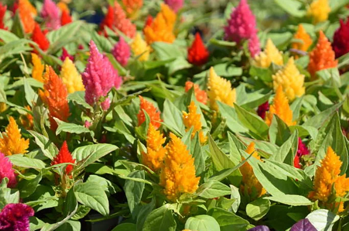 cockscomb plant