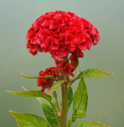 cockscomb flowers