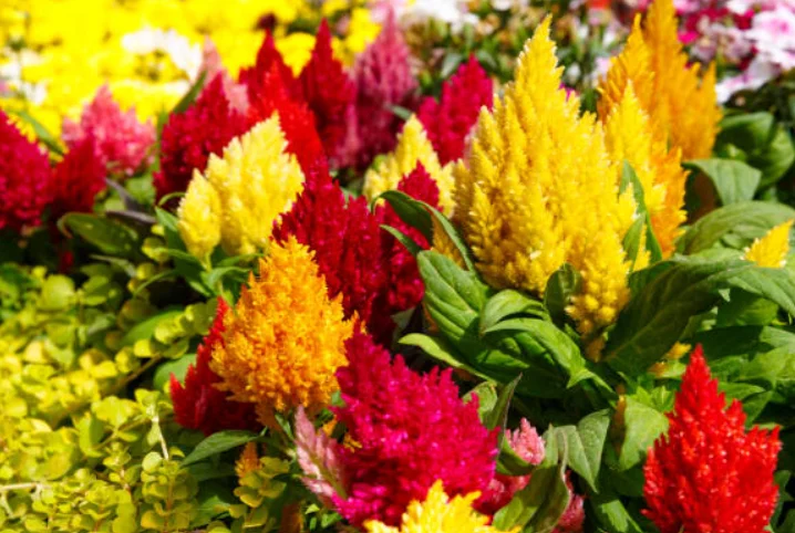 celosia cockscomb