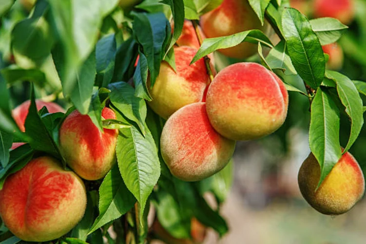 How to Grow Peaches from Seed