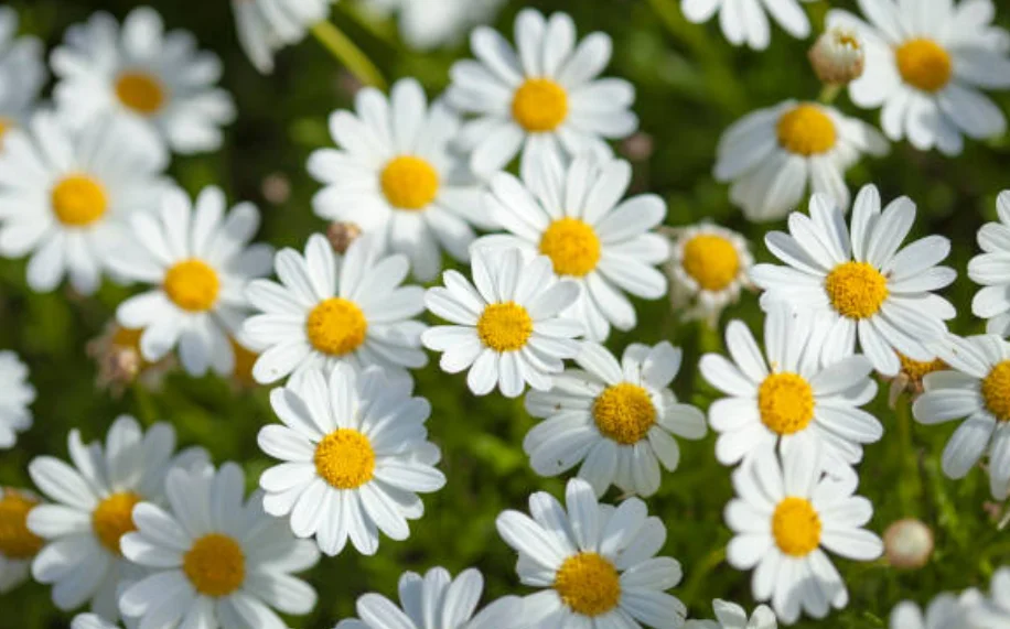 shasta daisy from seed