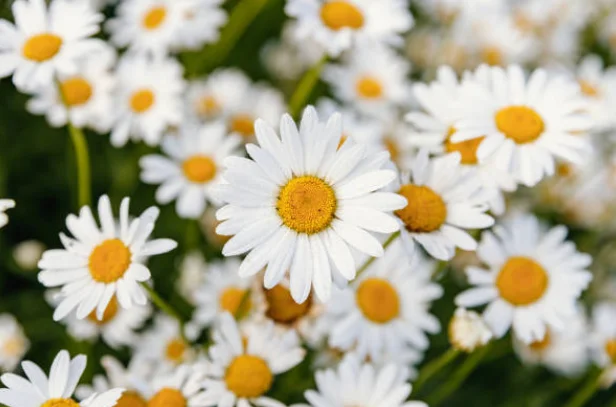 growing daisies from seeds