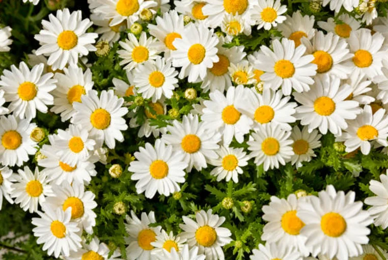 how to grow daisies