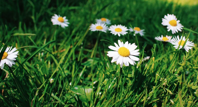 how to plant daisy