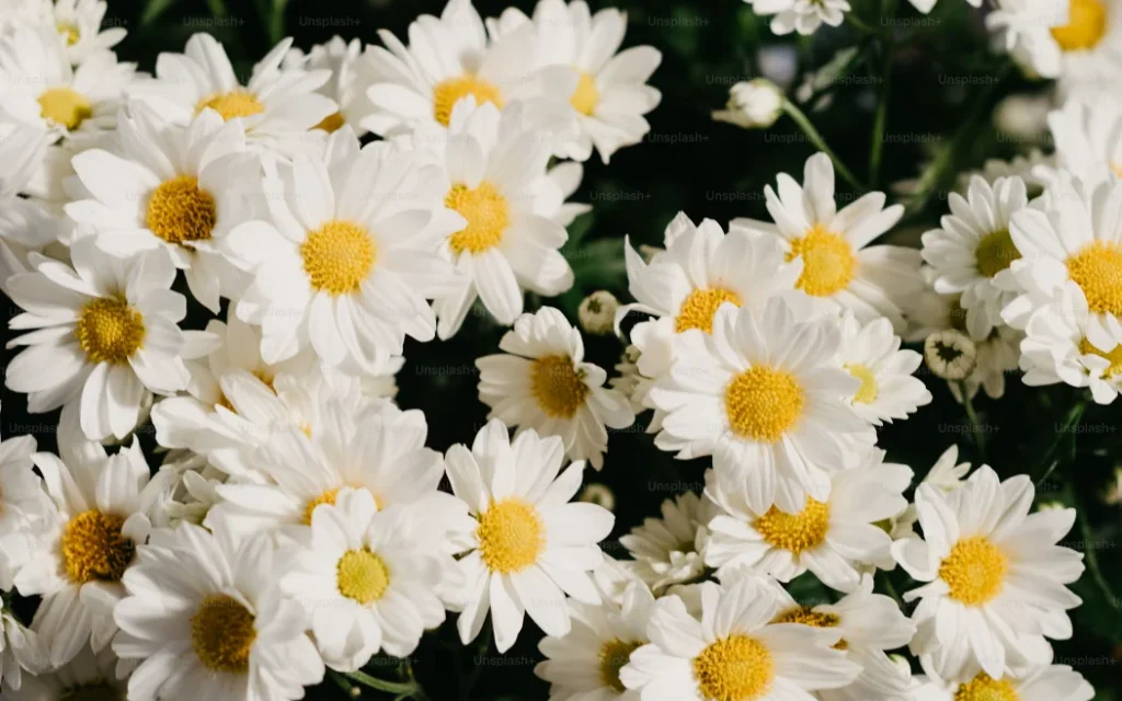 how long does a daisy take to grow