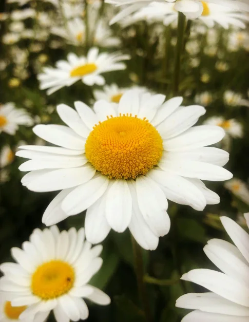 when to plant daisies seeds