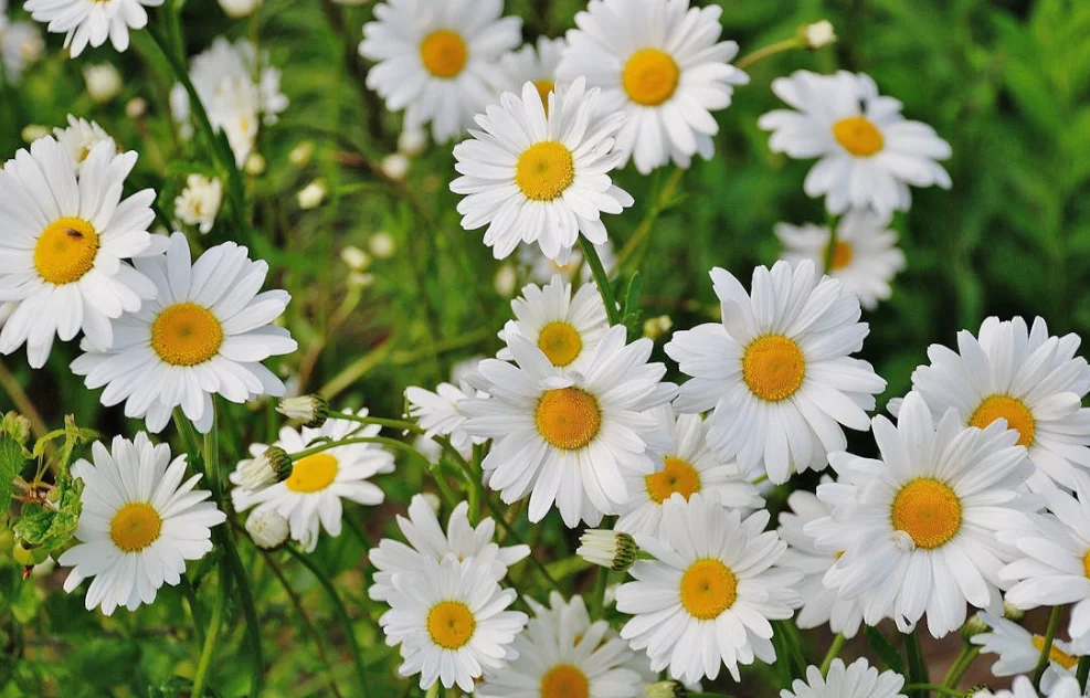 How To Grow Daisies From Seeds