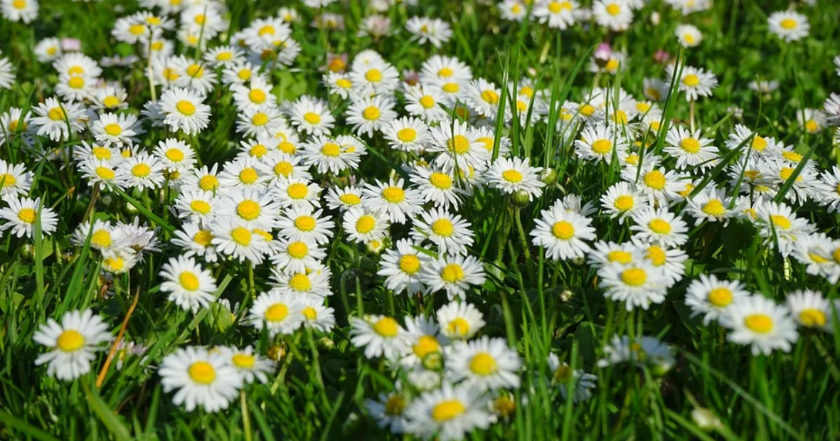 how to grow daisy seeds