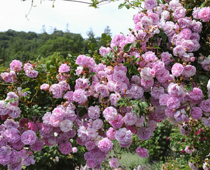 How to Grow Climbing Roses on a Trellis