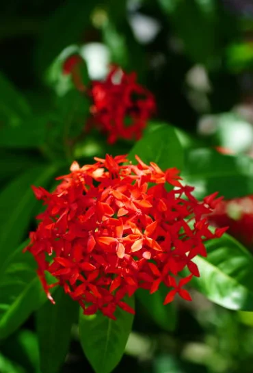 how to care for ixora plant