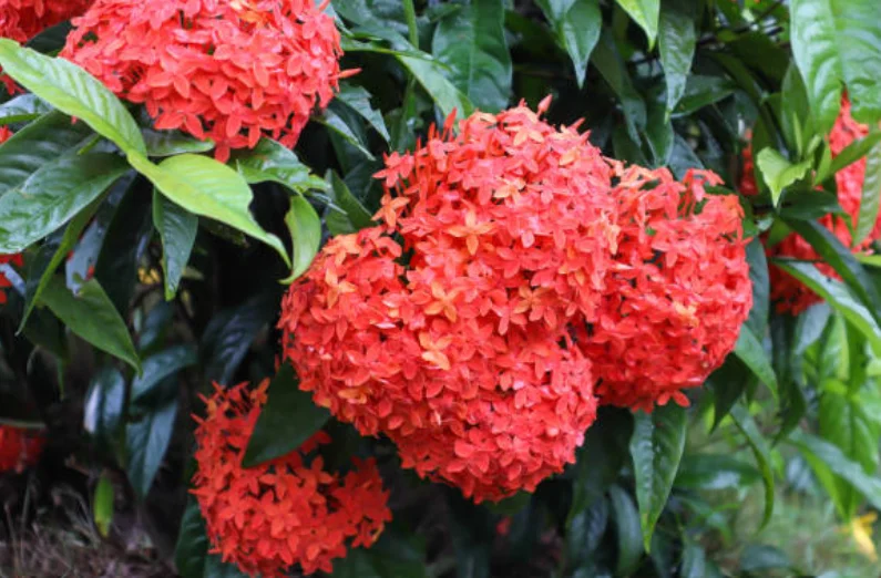 How to Grow Ixora