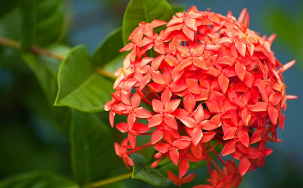 caring for ixora