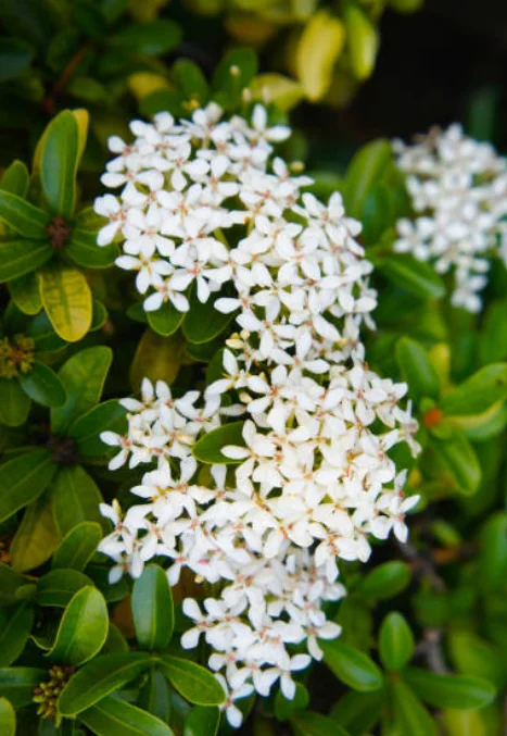 ixora flower plant