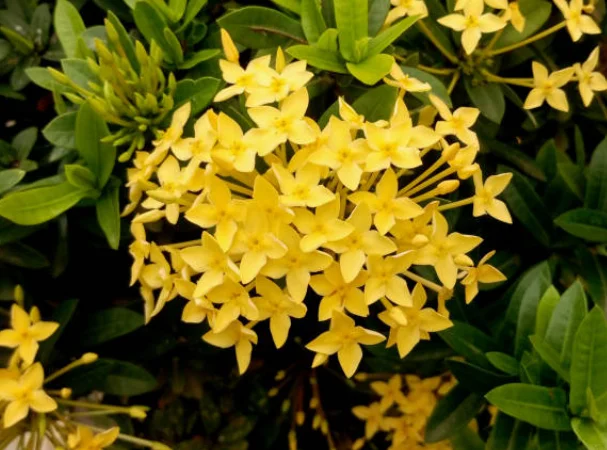 ixora plant care