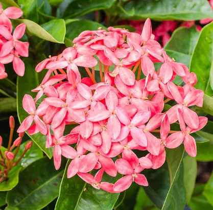 ixora flower plant