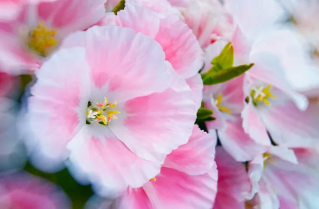 how to grow clarkia farewell to spring flower