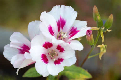 how to grow clarkia amonea