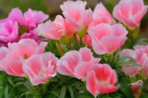 how to grow clarkia from seeds