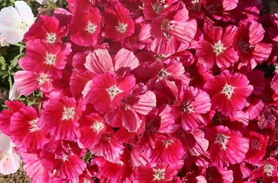 how to grow clarkia seedlings