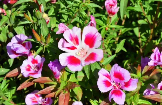 how to grow godetia in pots