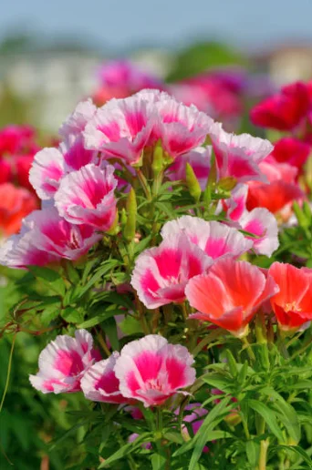 planting godetia in pots