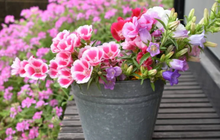 growing godetia grandiflora