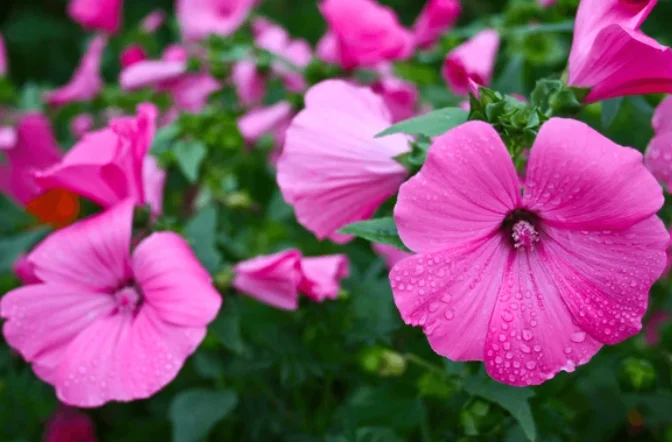 How to Grow Lavatera from Seeds