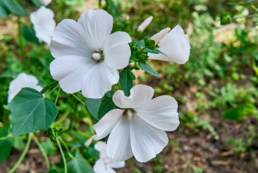 growing lavatera