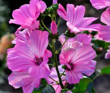 lavatera trimestris