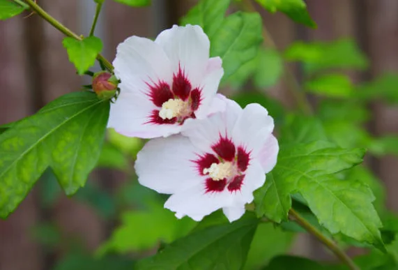 lavatera cuttings