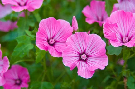 planting lavatera