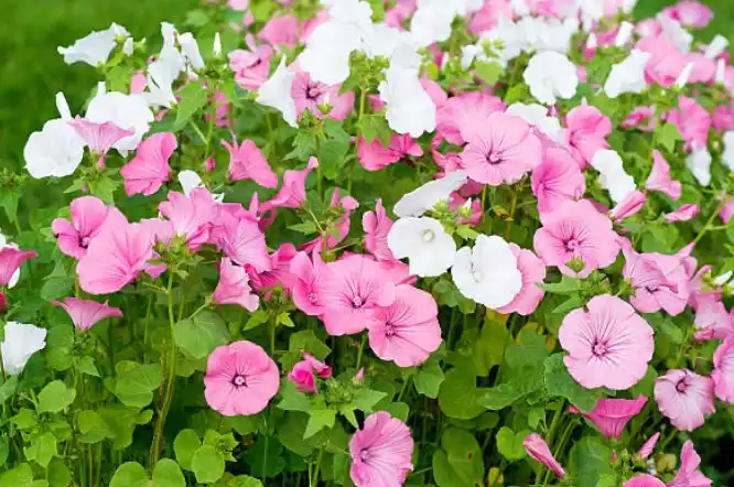 lavatera plants