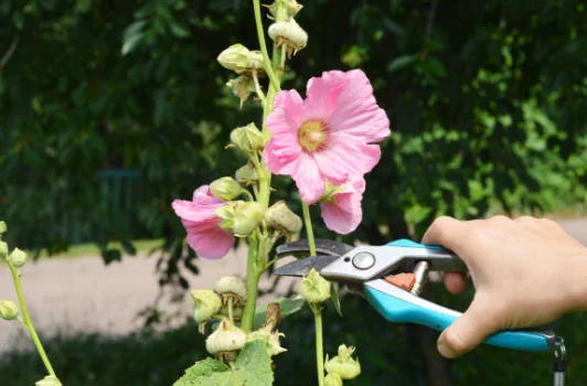 lavatera seedlings