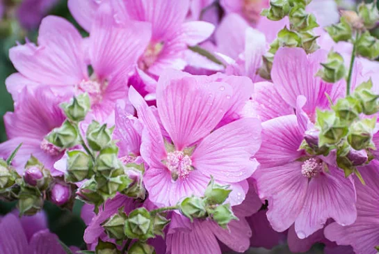 prune lavatera