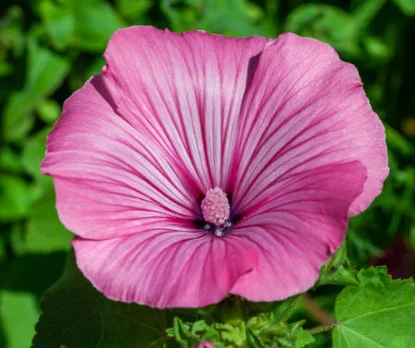 mallow  pruning