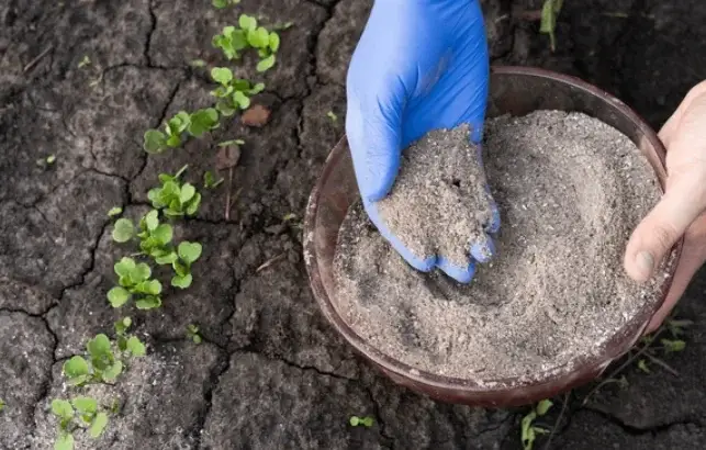  apply wood ash in the garden