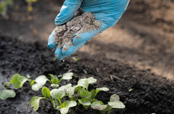 wood ash for vegetable garden