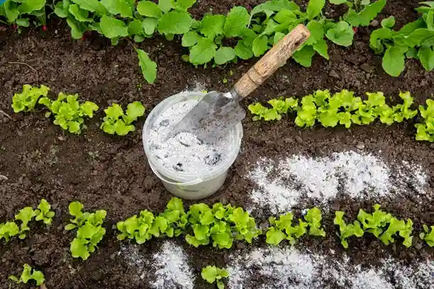 How to Use Wood Ash in Vegetable Garden