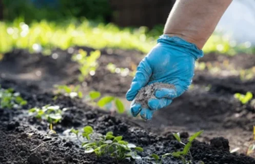 how to use wood ash in the garden