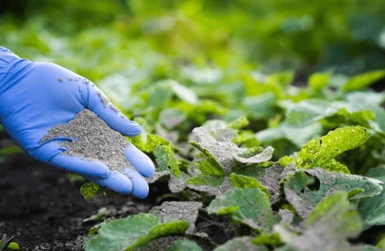 charcoal ash in garden