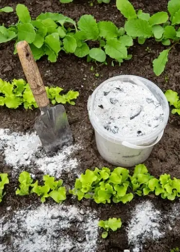 wood sh in vegetable garden