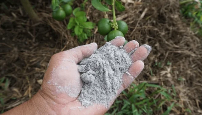 wood ash in the garden